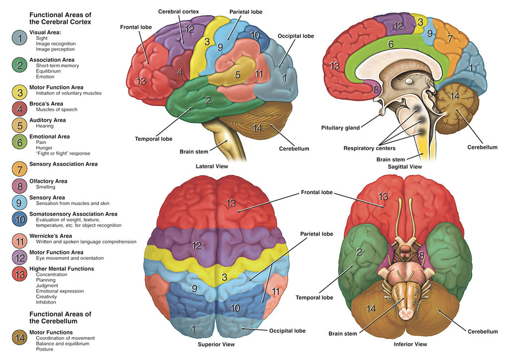 Brain area's and function